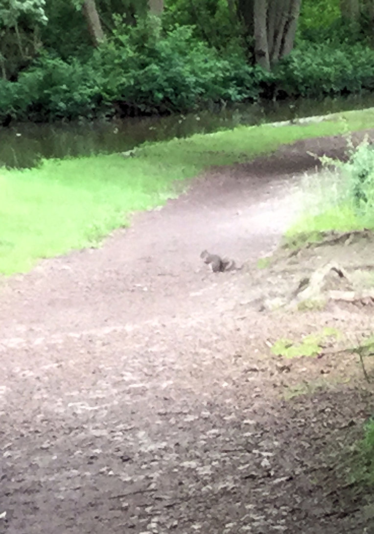 We Meet a Squirrel photograph